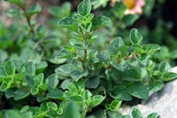 Oregano